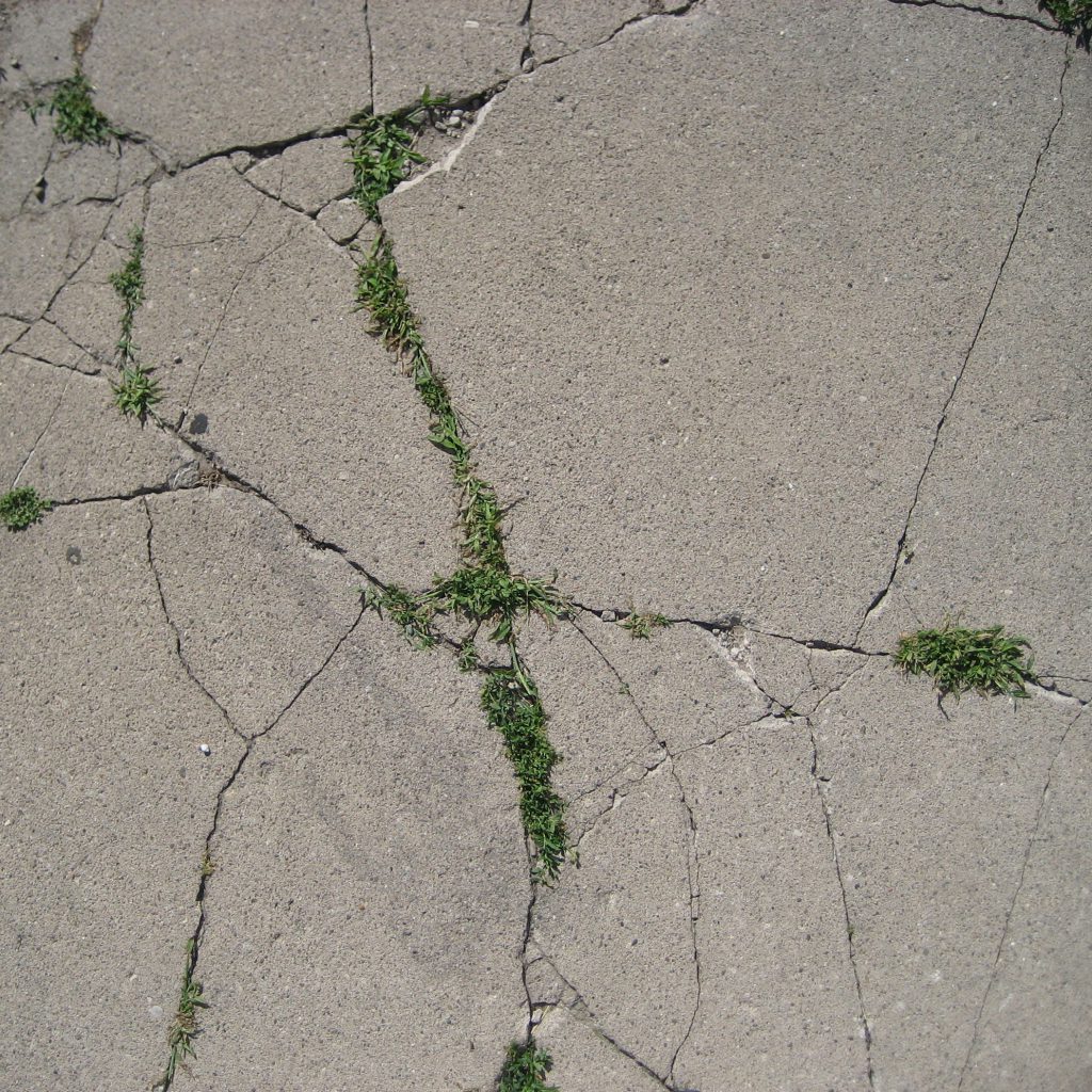 Cracks Due To Vegetation
