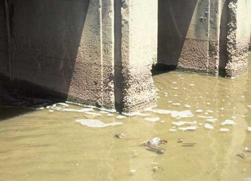 Salts deposited on concrete due to sulphate attacks