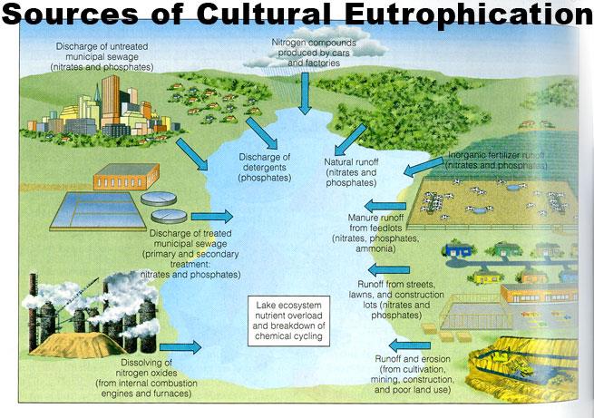 cultural eutrophication