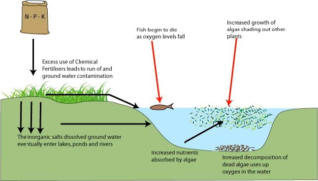 Eutrophication