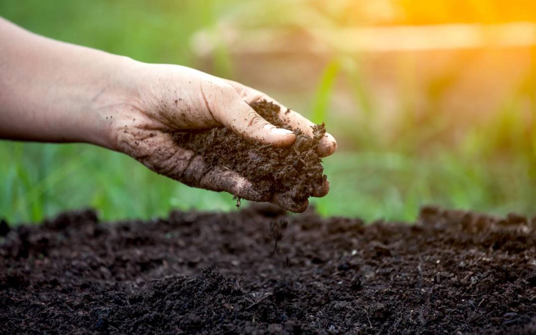 How to interpret your soil health test results - PEI Potato Agronomy