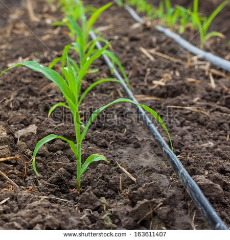 Drip Irrigation 