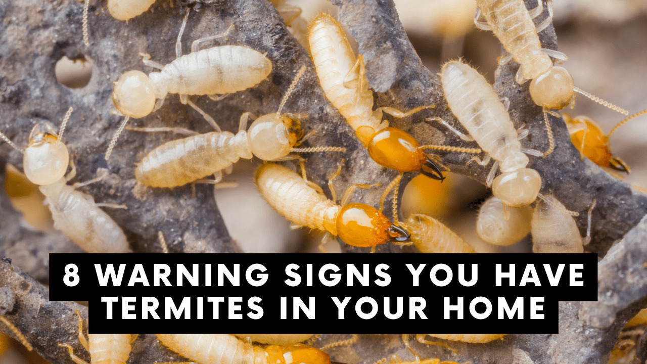 8 Warning Signs You Have Termites in Your Home