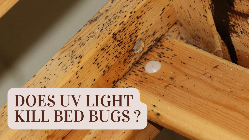 Does UV Light Kill Bed Bugs? Construction How