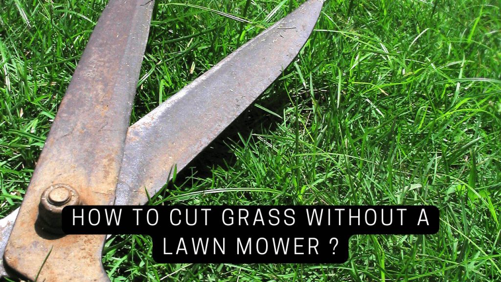 How To Cut Grass Without A Lawn Mower? Construction How