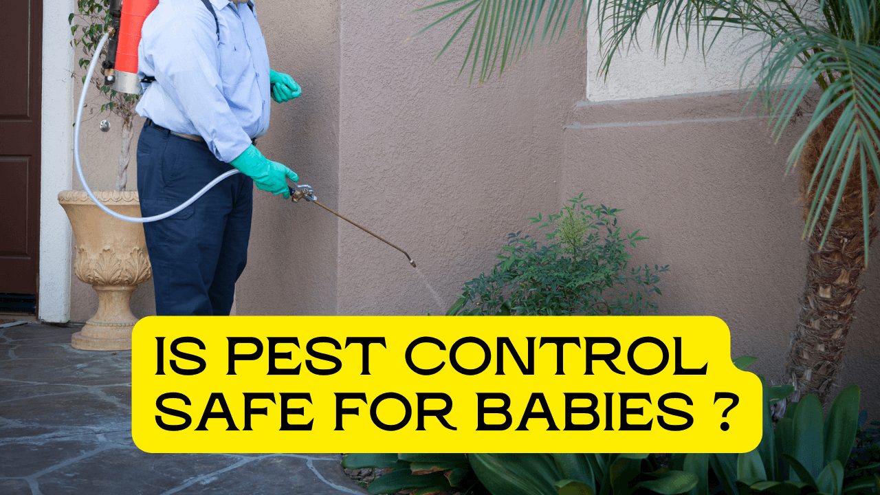 Is Pest Control Safe For Babies?