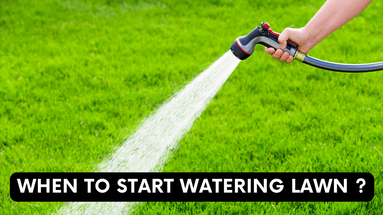 When To Start Watering Lawn?