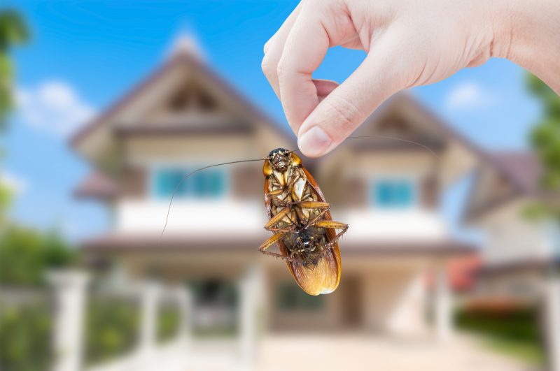 What Are the Benefits of Hiring Professional Pest Control Experts?