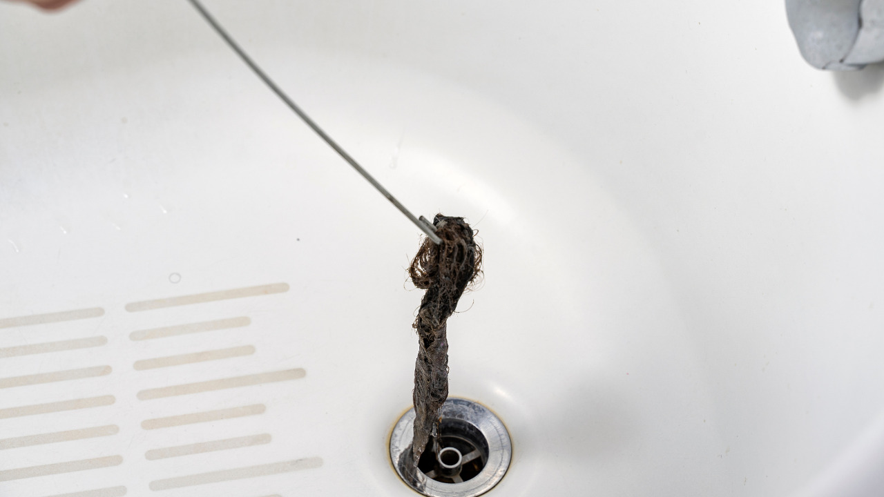  Black Worms love To Live In Bathroom Drains