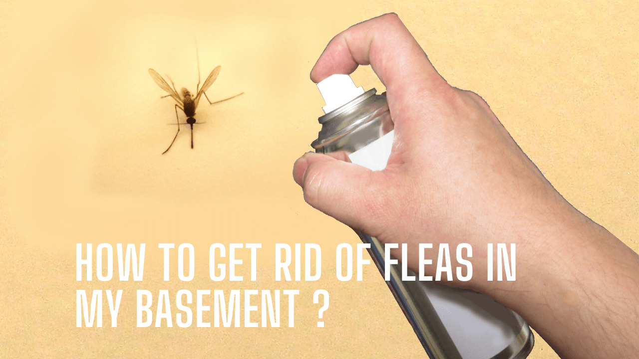 How To Get Rid Of Fleas In My Basement?