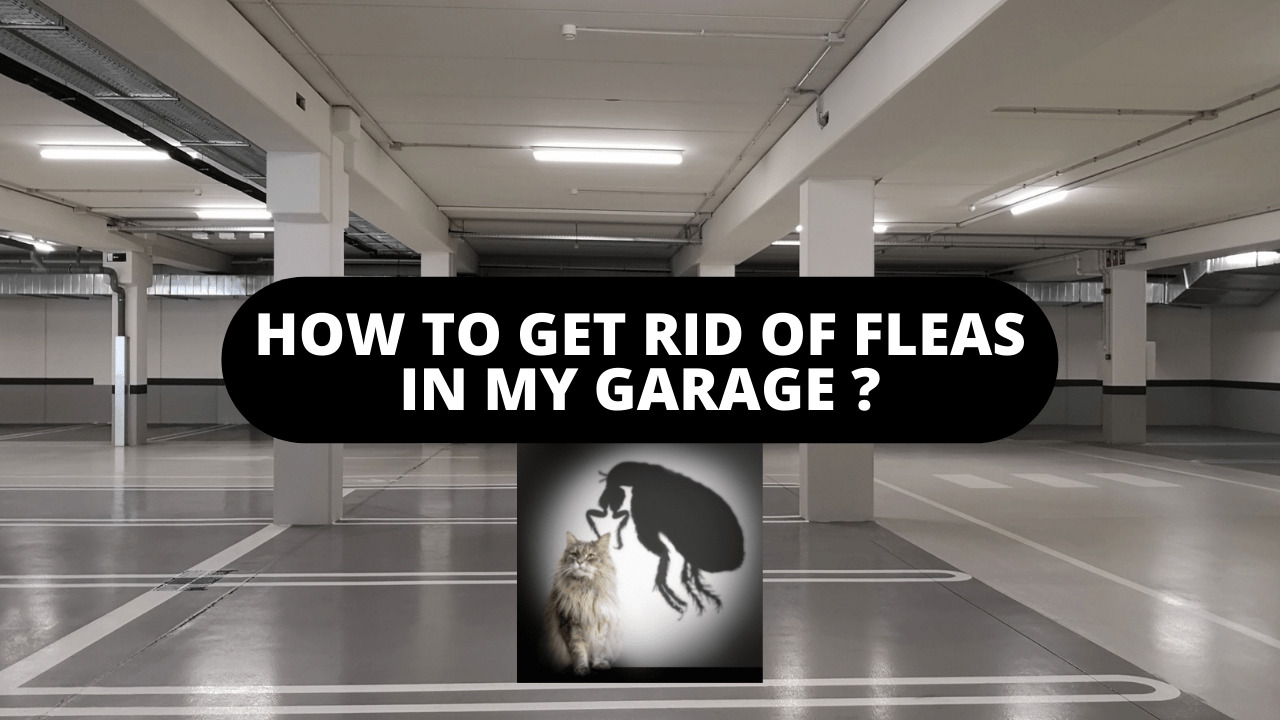 How To Get Rid Of Fleas In My Garage?
