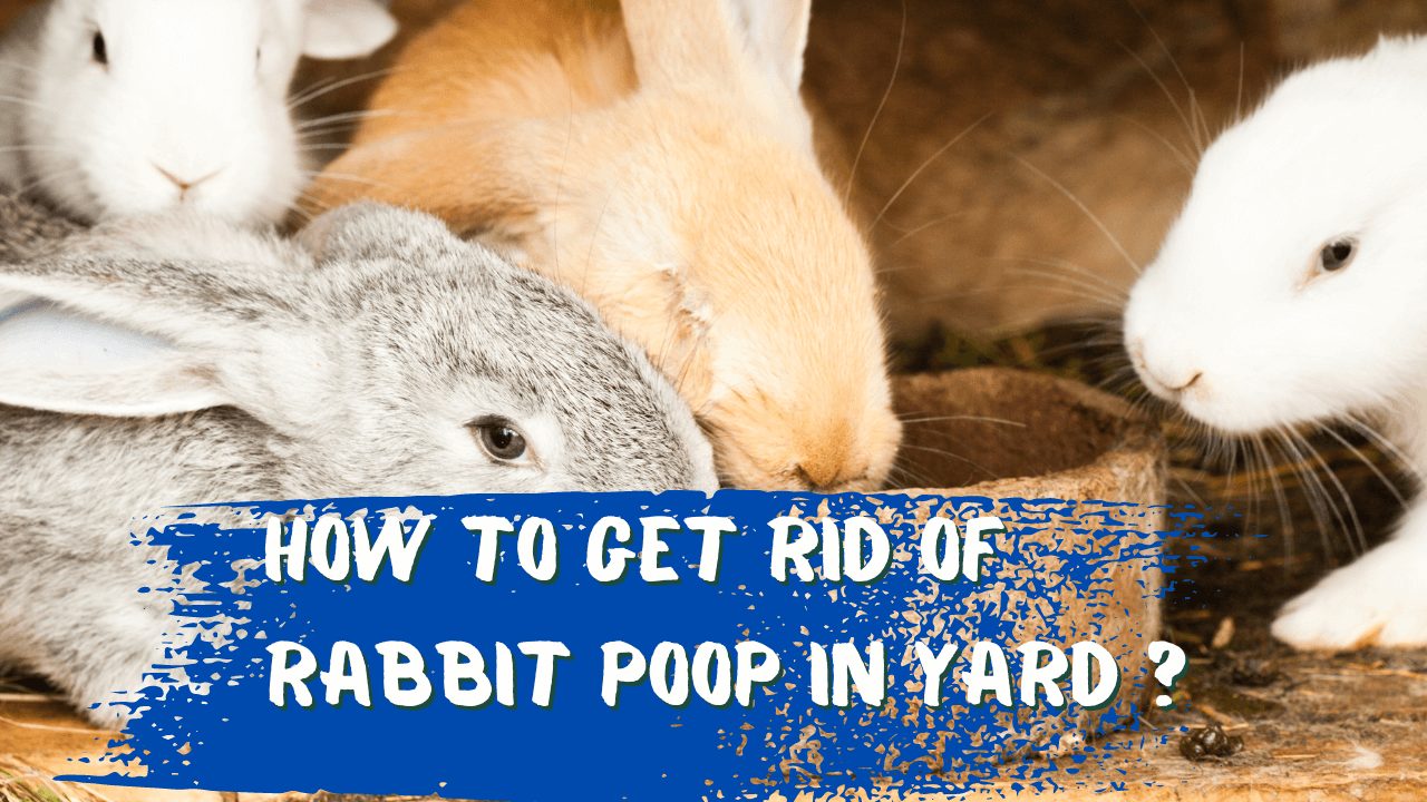 How To Get Rid Of Rabbit Poop In Yard