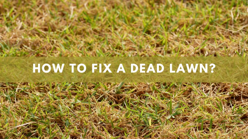 How To Fix A Dead Lawn? Construction How