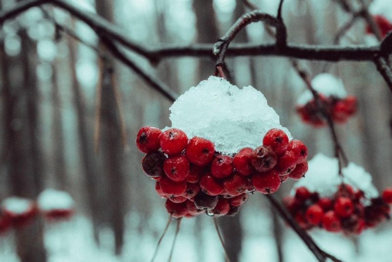 A Tree in Winter With Red Fruit 