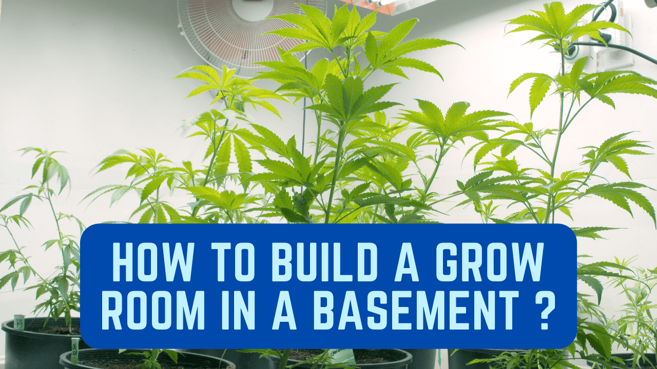 How To Build A Grow Room In A Basement?