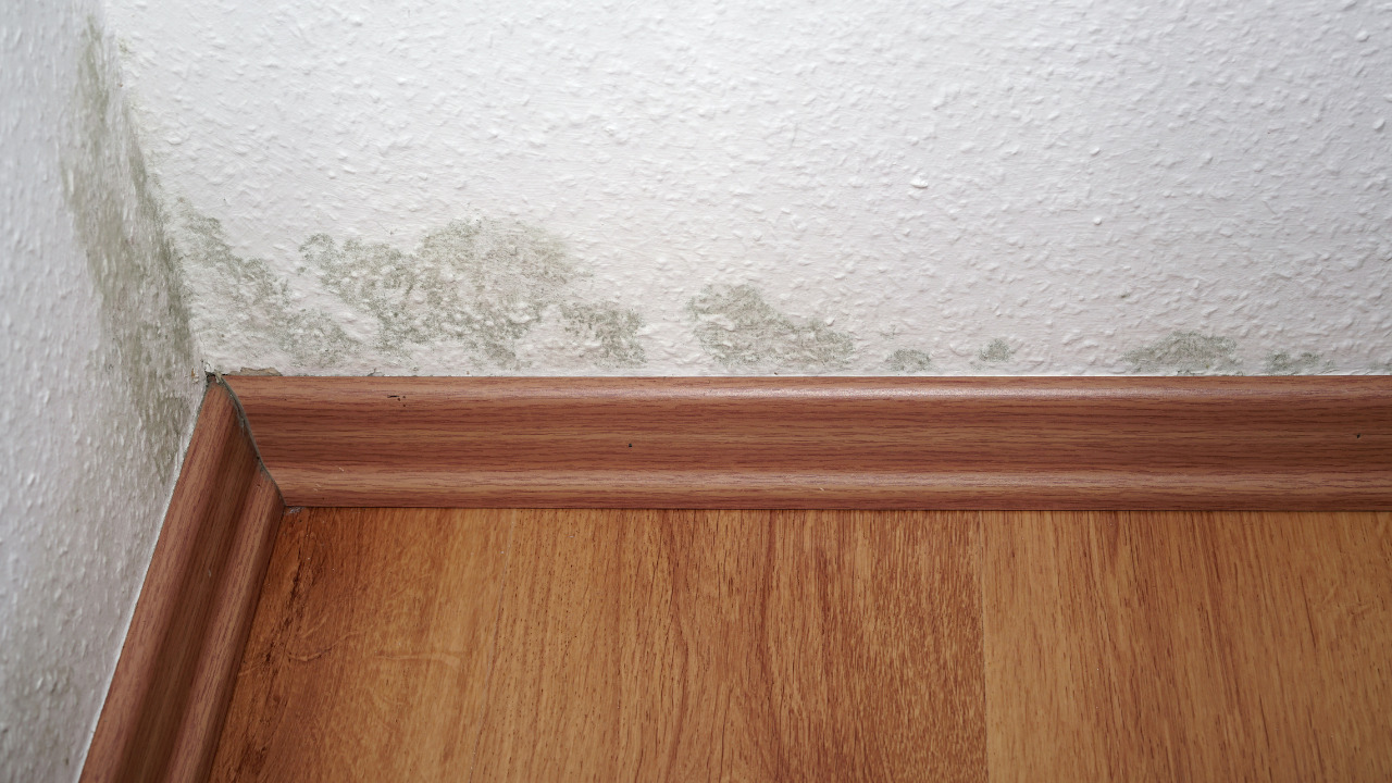  High Chances Of Mold Growth.