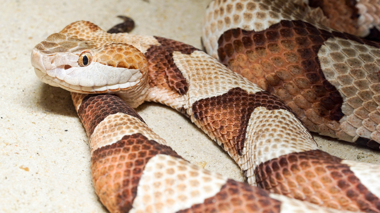 Snakes Are Experts To Climb The Stairs