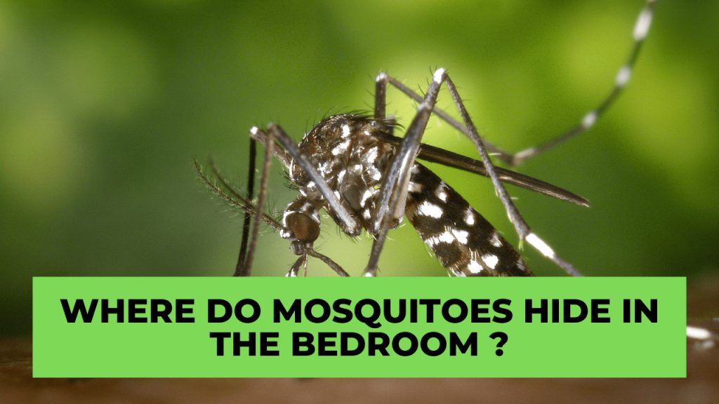 how-to-lure-a-mosquito-out-of-hiding-in-your-bedroom-proven-methods