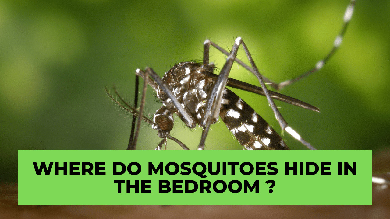 Where Do Mosquitoes Hide In The Bedroom