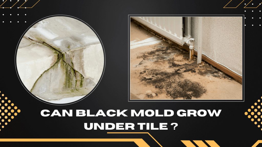 can black mold grow on mattress