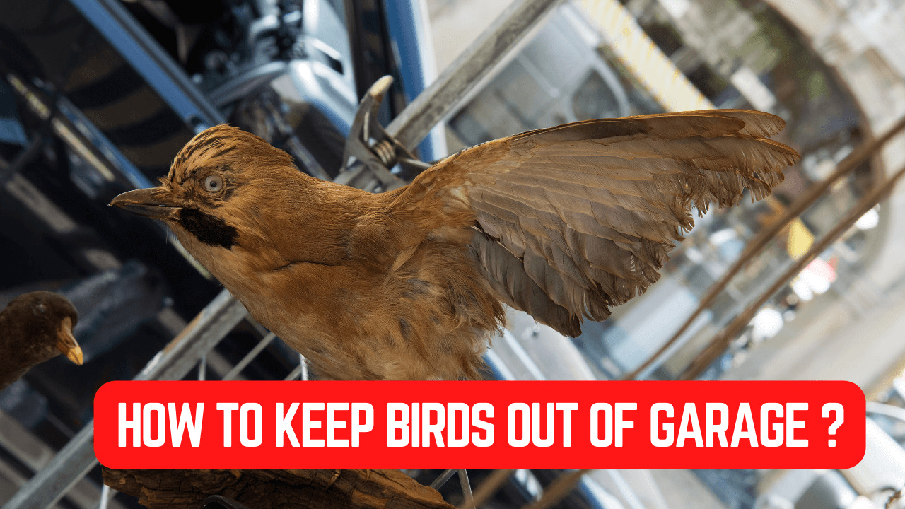 How To Keep Birds Out Of Garage?