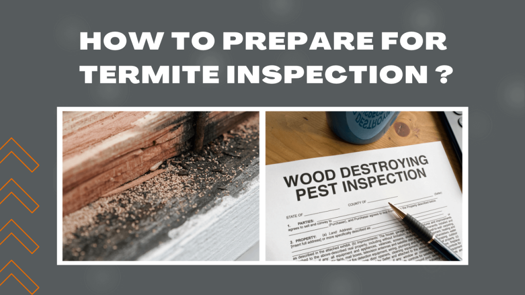 How To Prepare For Termite Inspection? - Construction How