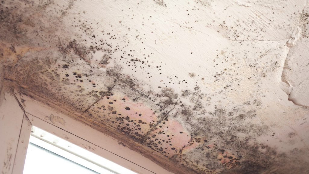 What Are The Black Spots On My Bathroom Ceiling Construction How