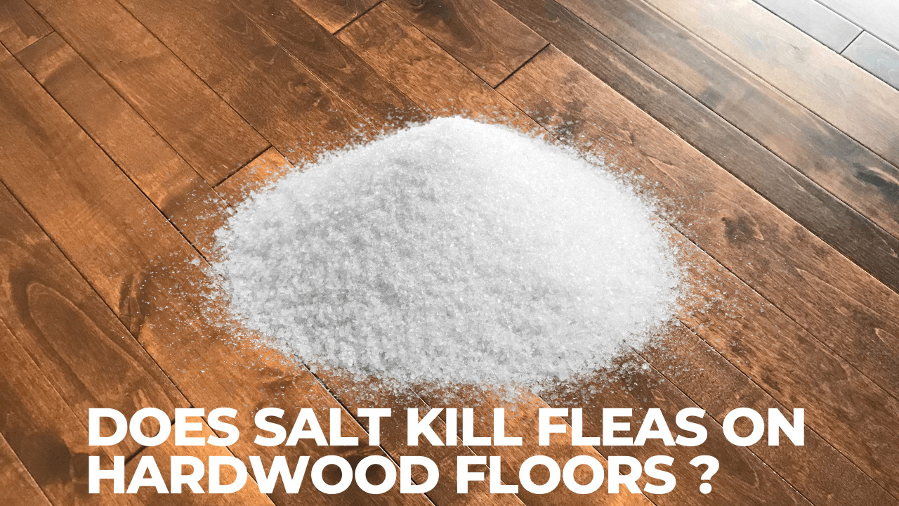 Does Salt Kill Fleas On Hardwood Floors