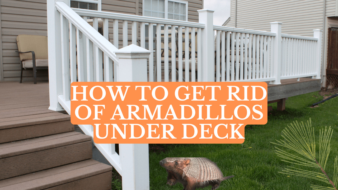 How To Get Rid Of Armadillos Under Deck