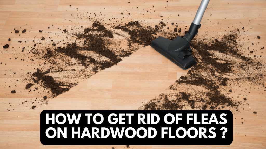 How To Get Rid Of Fleas On Hardwood Floors Construction How
