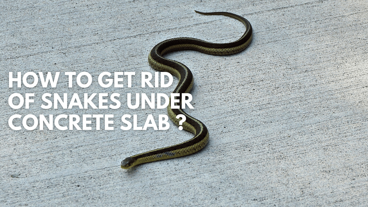 How To Get Rid Of Snakes Under Concrete Slab
