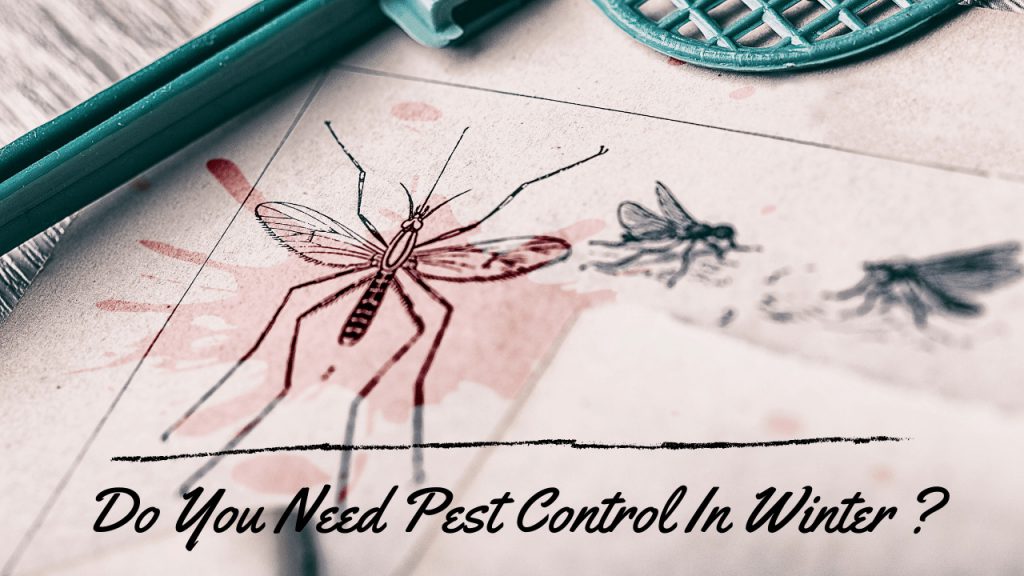 Do You Need Pest Control In Winter - Construction How