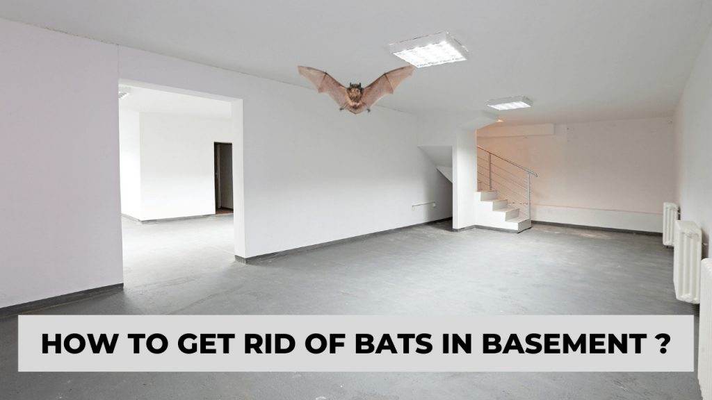How To Get Rid Of Bats In Basement Construction How