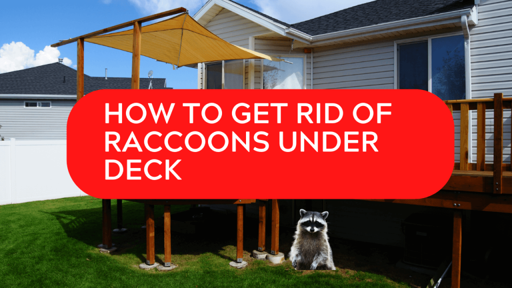 How To Get Rid Of Raccoons Under Deck Construction How