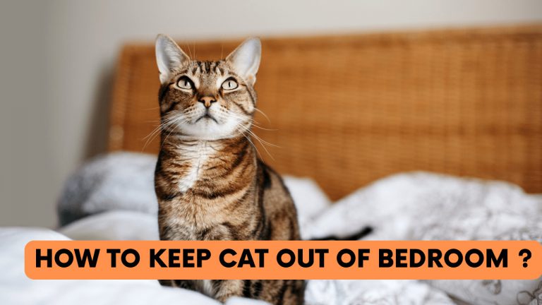 How To Keep Cat Out Of Bedroom - Construction How