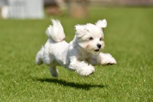A cute playing dog is happy on artificial grass