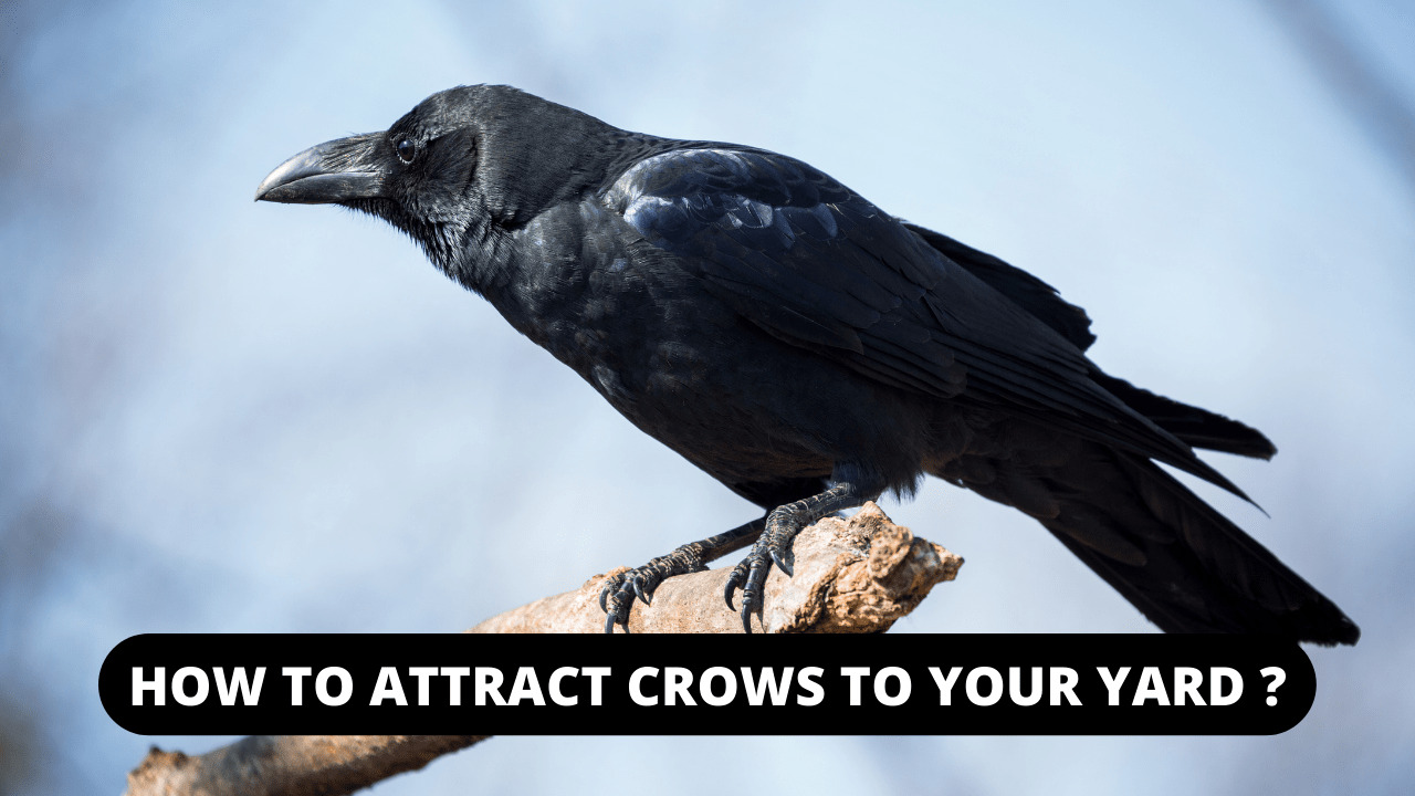 How To Attract Crows To Your Yard