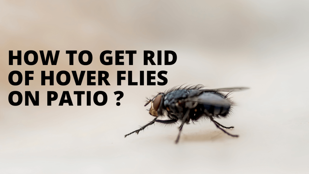 7 Effective Ways to Banish Hover Flies from Your Home