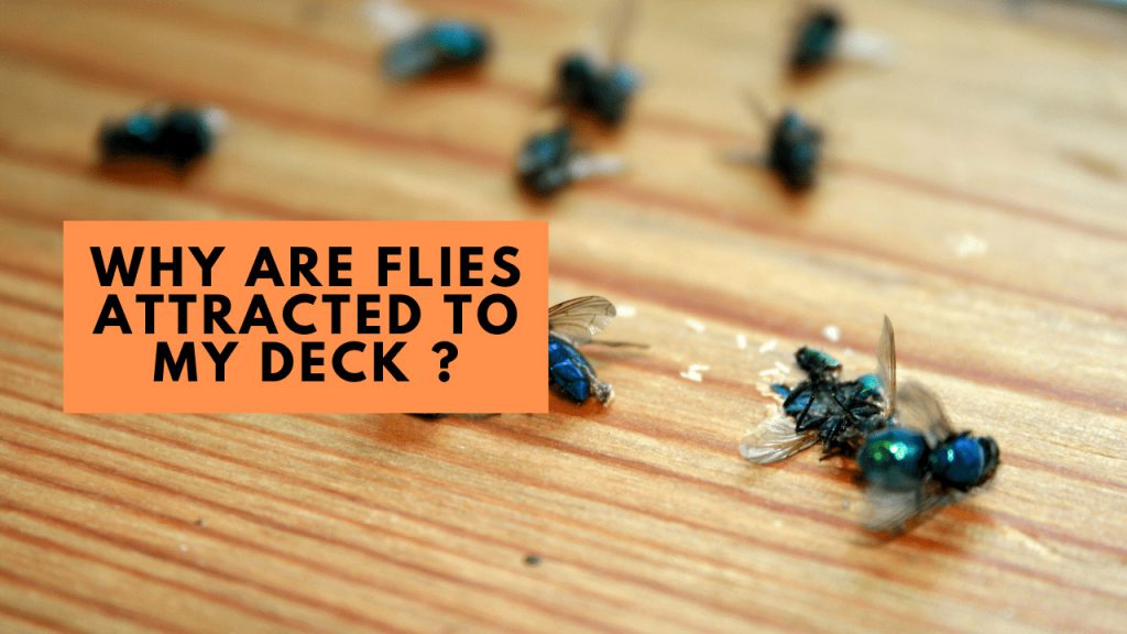 Why Are Flies Attracted To My Deck - Construction How