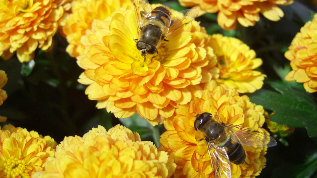 What Are Hoverflies