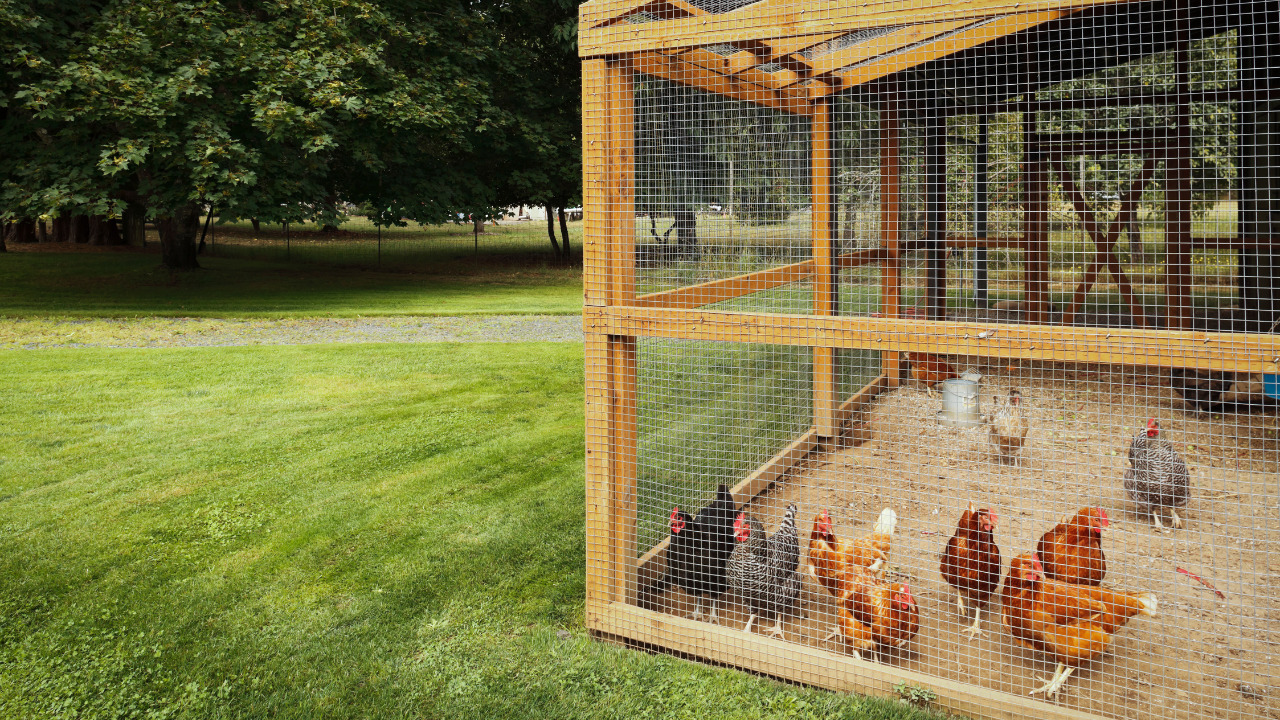 Build Chickens Coop Away From Porch