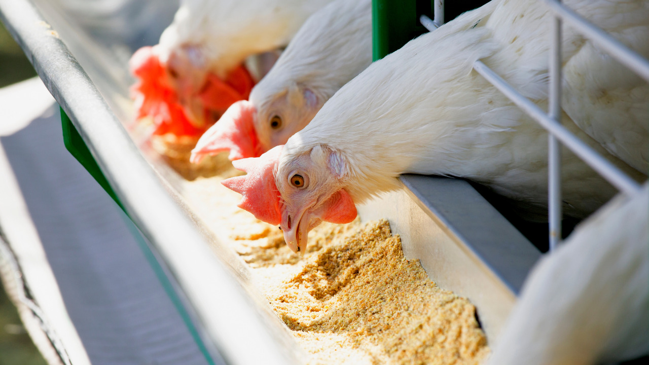 Don’t Feed Your Chickens Near The Porch