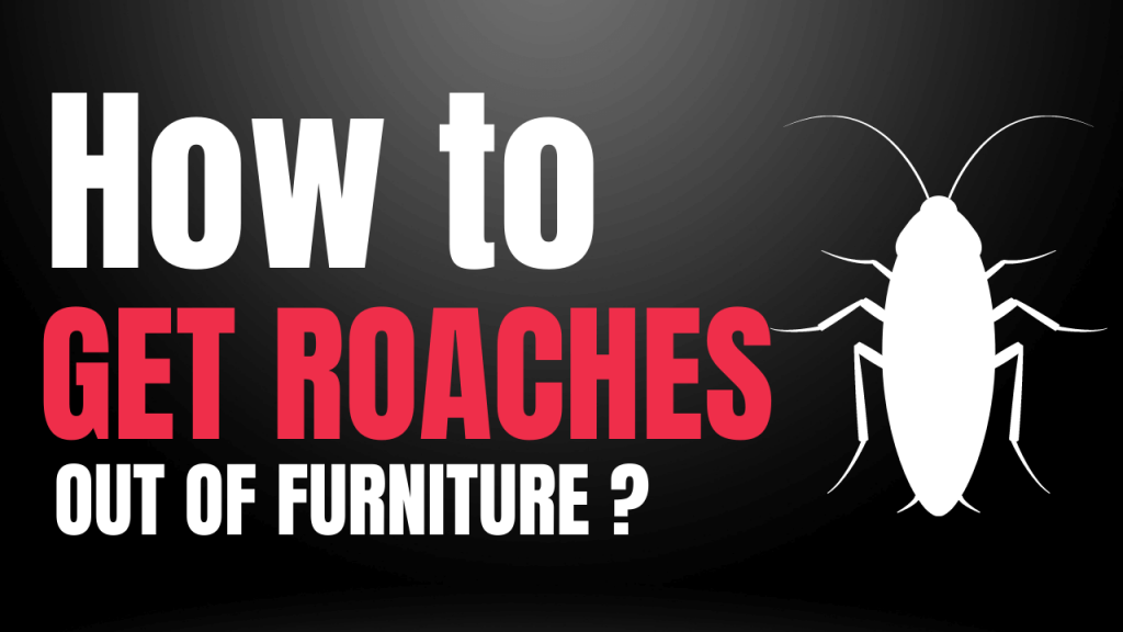 How To Get Roaches Out Of Furniture Construction How