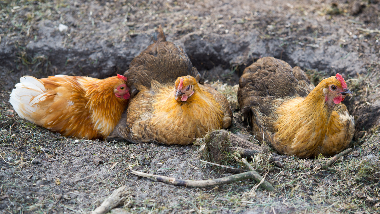 Provide Bare Soil To Your Chickens For Dust Bath.