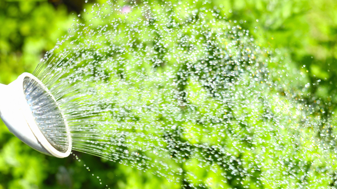 Spray Water On Chickens