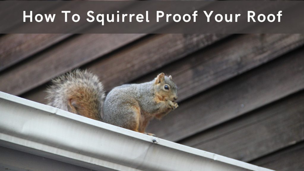 How To Squirrel Proof Your Roof Construction How