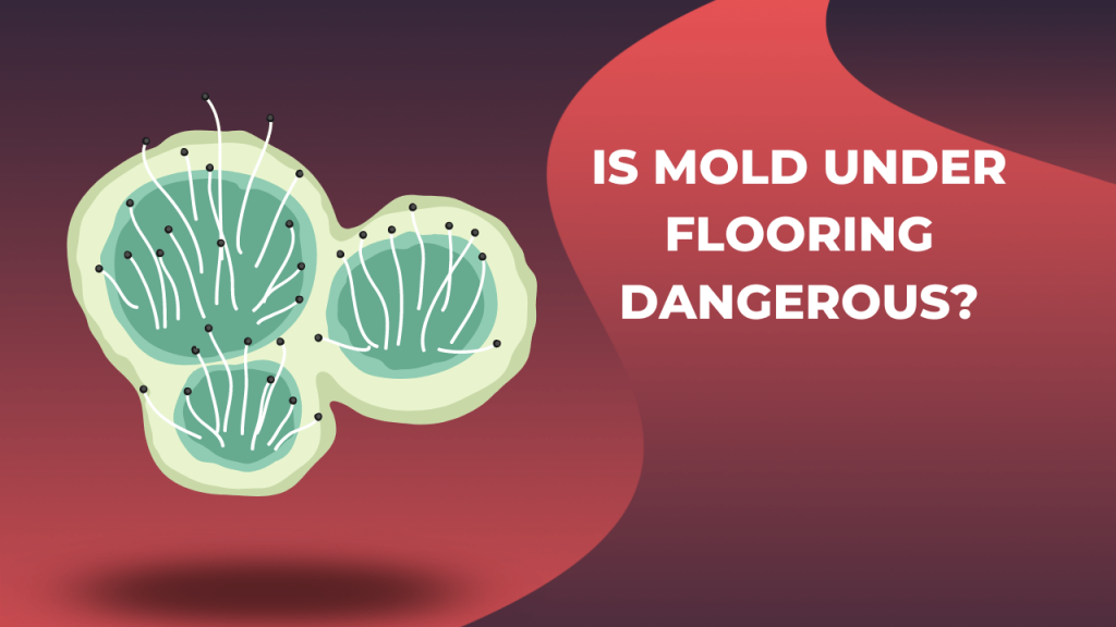 Is Mold Under Flooring Dangerous Construction How