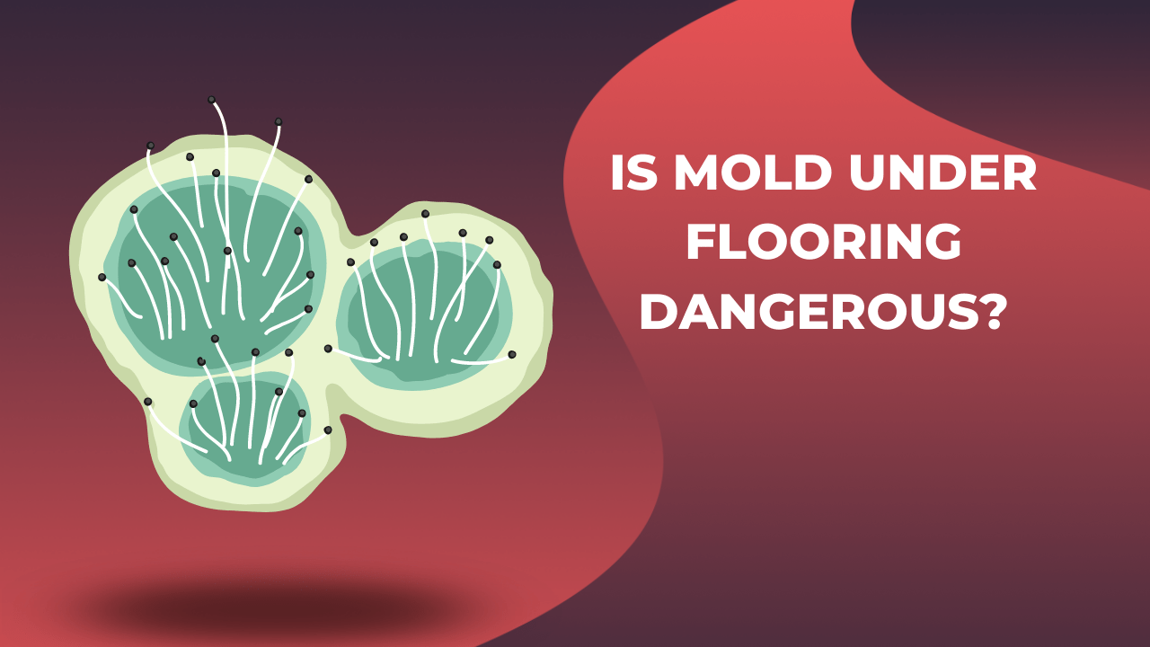 Is Mold Under Flooring Dangerous