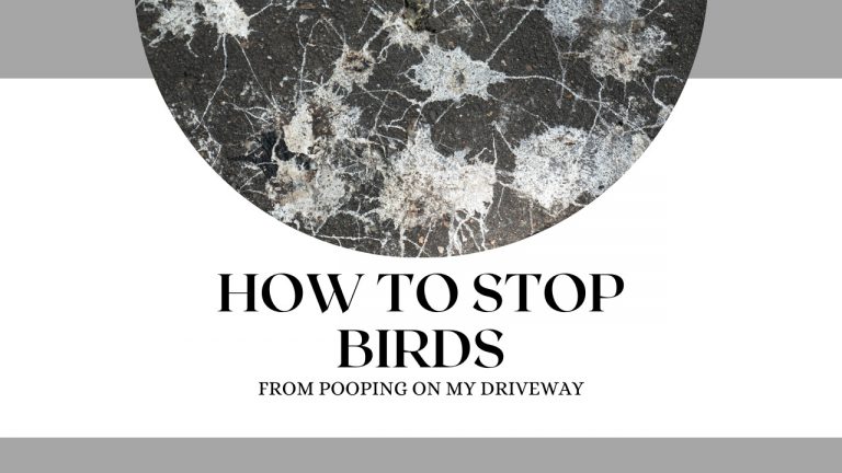 How To Stop Birds From Pooping On My Driveway - Construction How