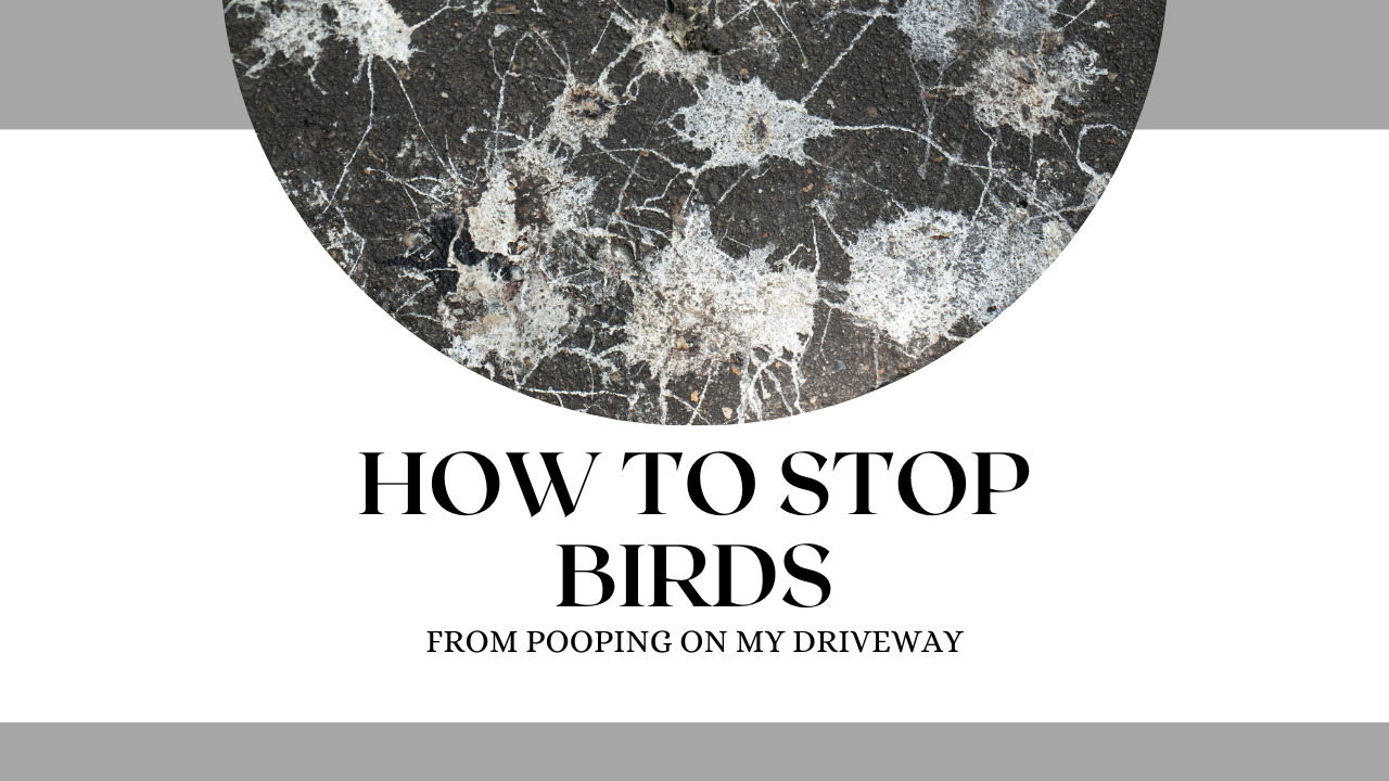 How To Stop Birds From Pooping On My Driveway